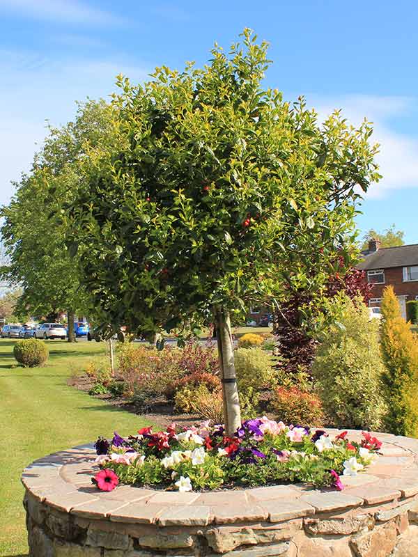 a flower bed surrounding a tree